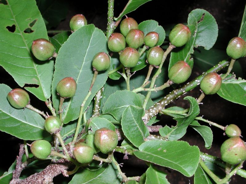 Salicaceae Casearia corymbosa