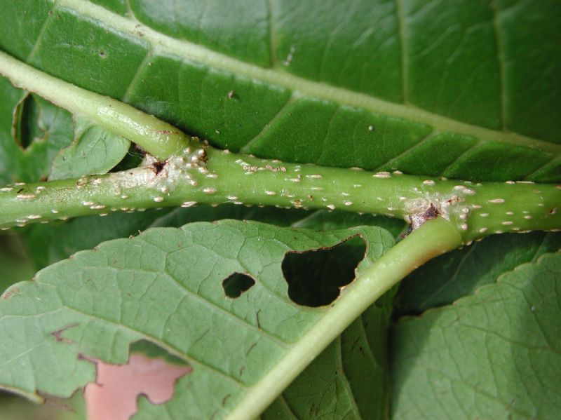 Salicaceae Casearia corymbosa