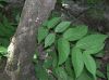 image of Forsteronia spicata