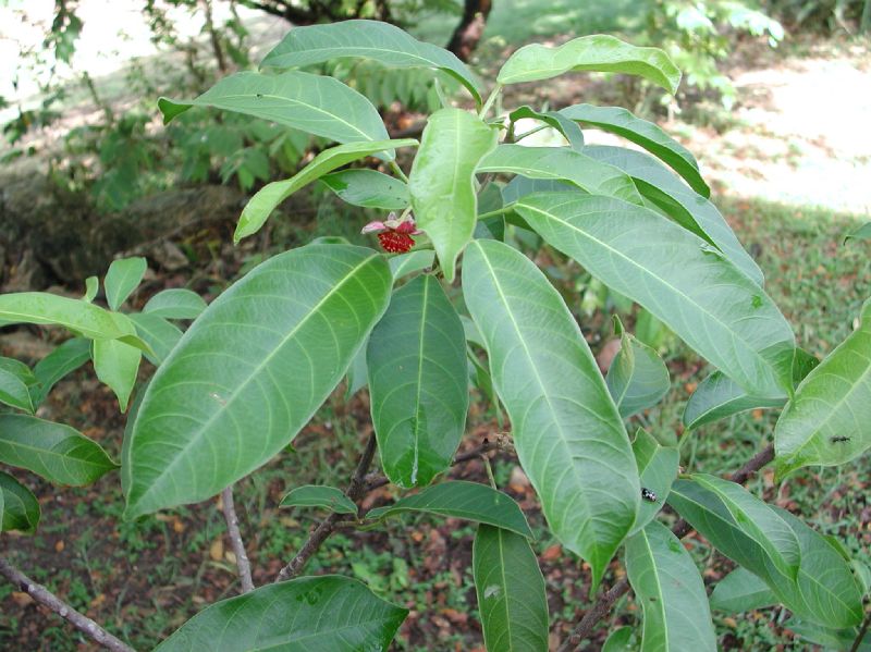 Euphorbiaceae Garcia nutans