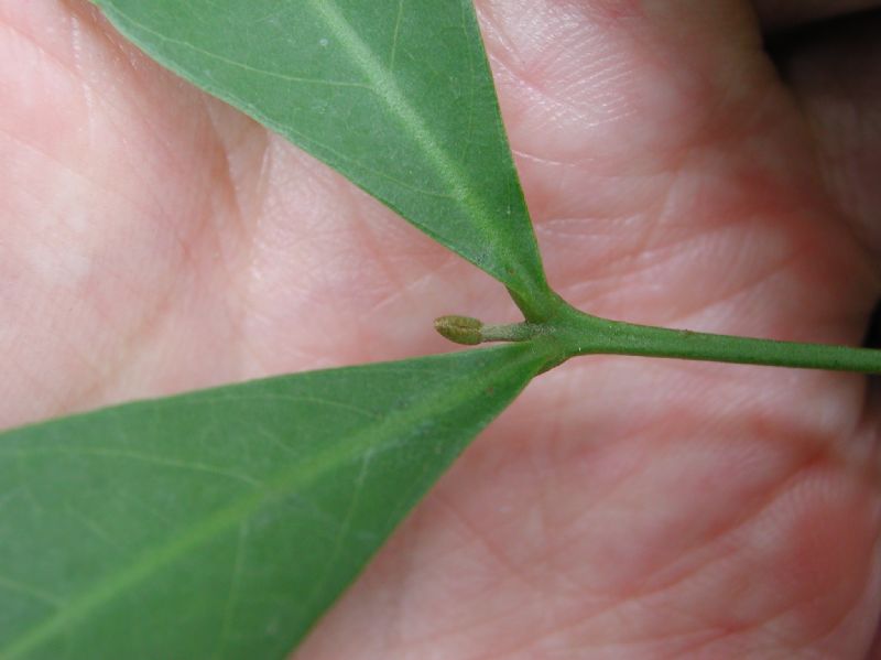 Meliaceae Guarea excelsa