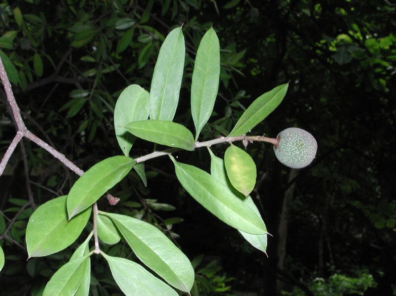 Primulaceae Jacquinia nervosa