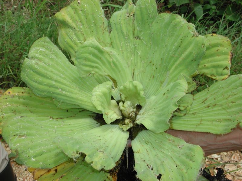 Araceae Pistia stratiotes