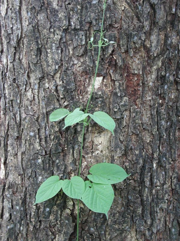 Bignoniaceae Pithecoctenium crucigerum