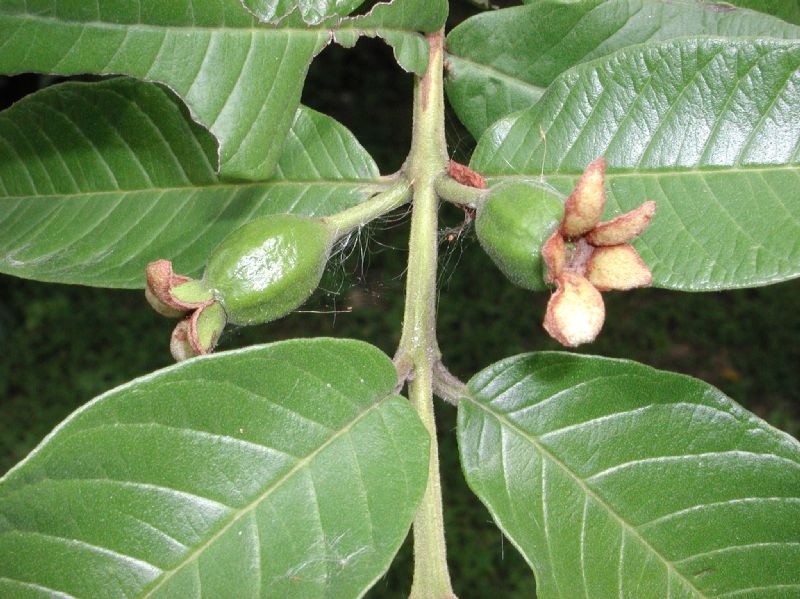 Myrtaceae Psidium guajava