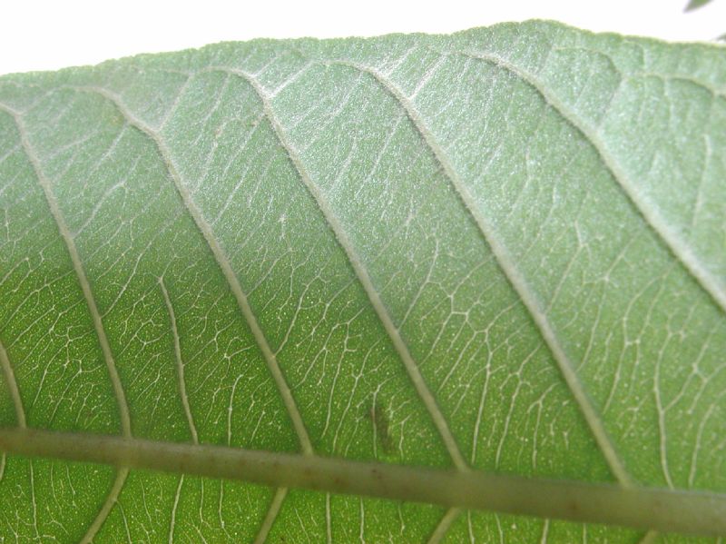 Myrtaceae Psidium guajava