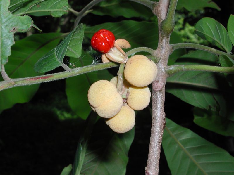 Meliaceae Trichilia martiana