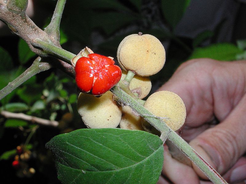 Meliaceae Trichilia martiana