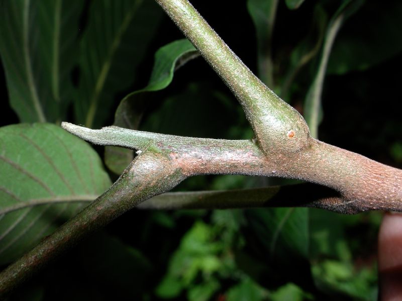 Meliaceae Trichilia martiana