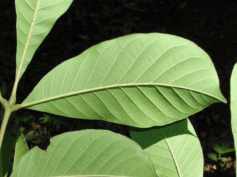 Meliaceae Trichilia martiana