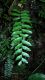 image of Asplenium cirrhatum