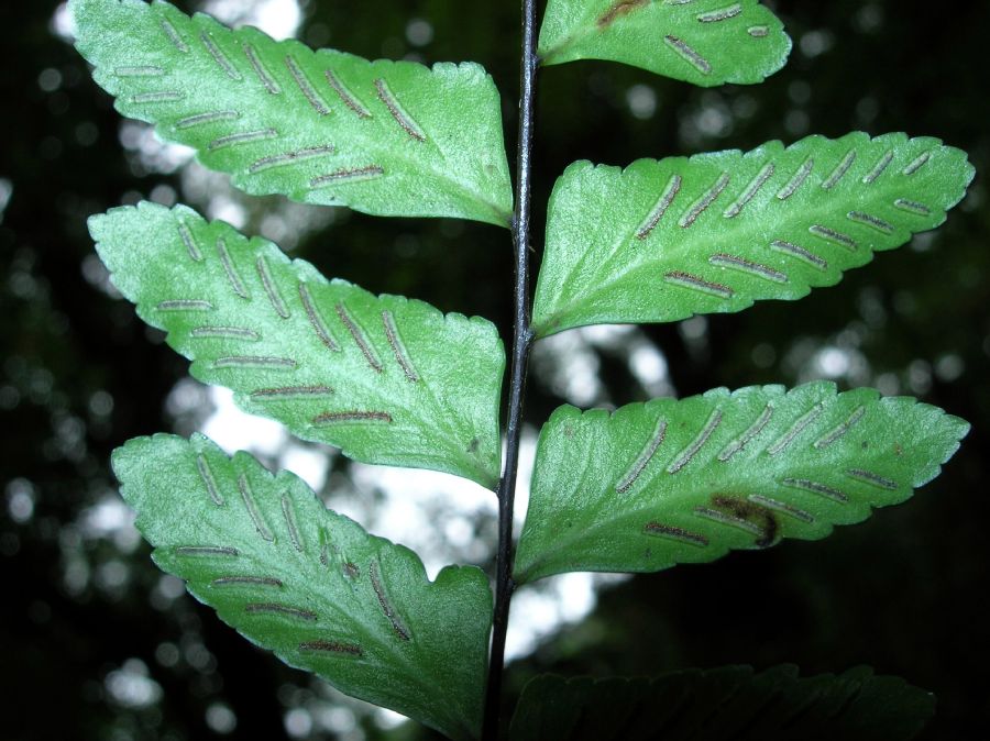 Aspleniaceae Asplenium cirrhatum