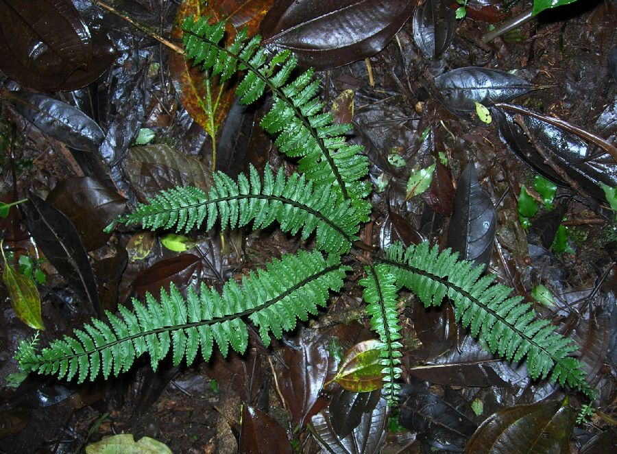 Aspleniaceae Asplenium pteropus