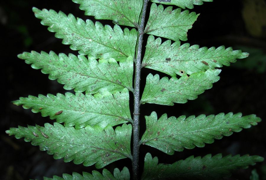 Aspleniaceae Asplenium pteropus