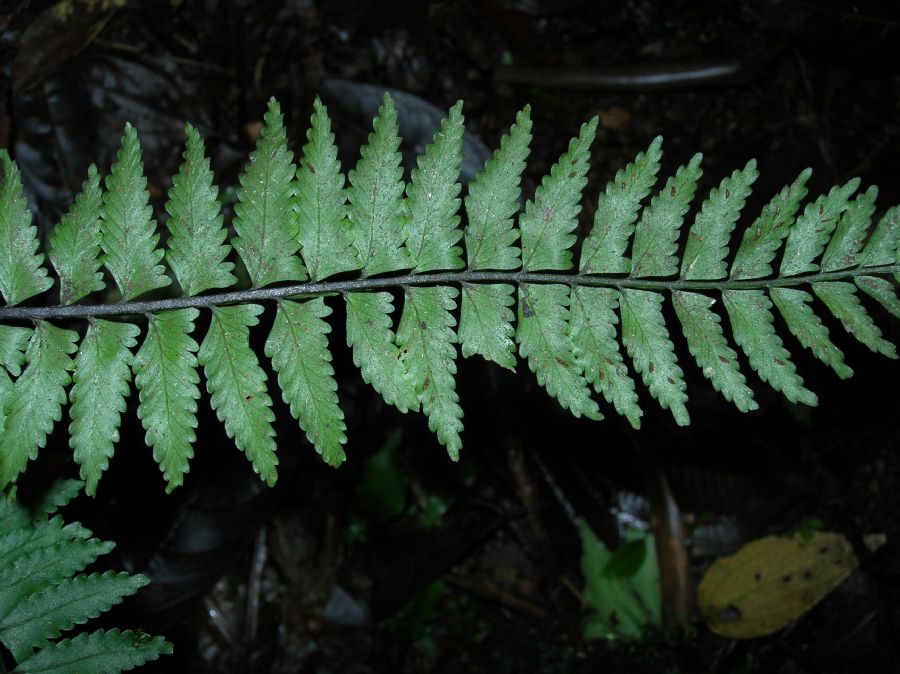 Aspleniaceae Asplenium pteropus