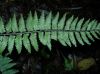 image of Asplenium pteropus