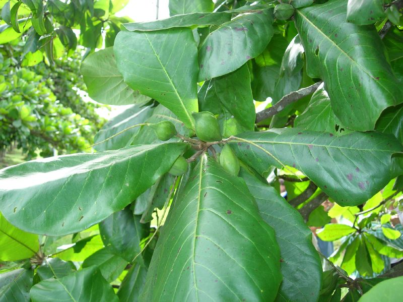 Combretaceae Terminalia catappa