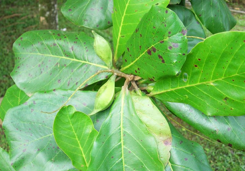 Combretaceae Terminalia catappa