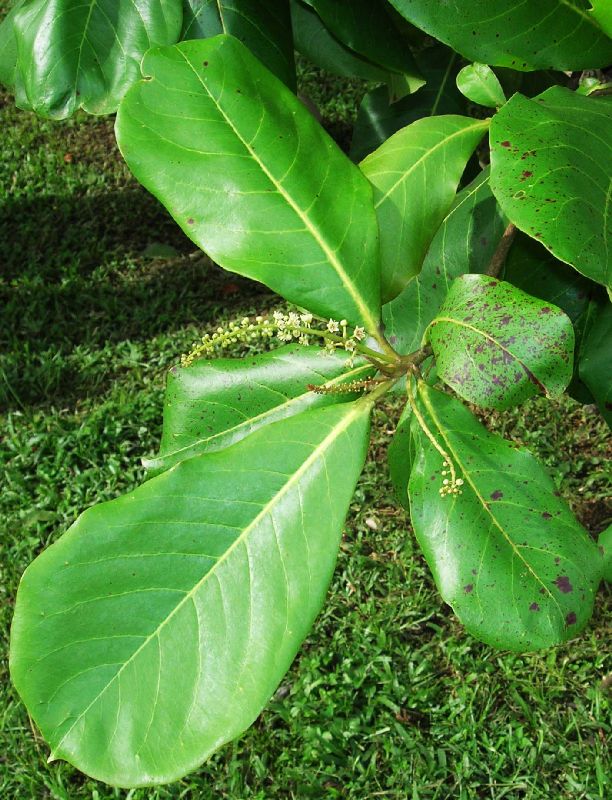 Combretaceae Terminalia catappa