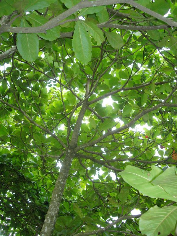 Combretaceae Terminalia catappa