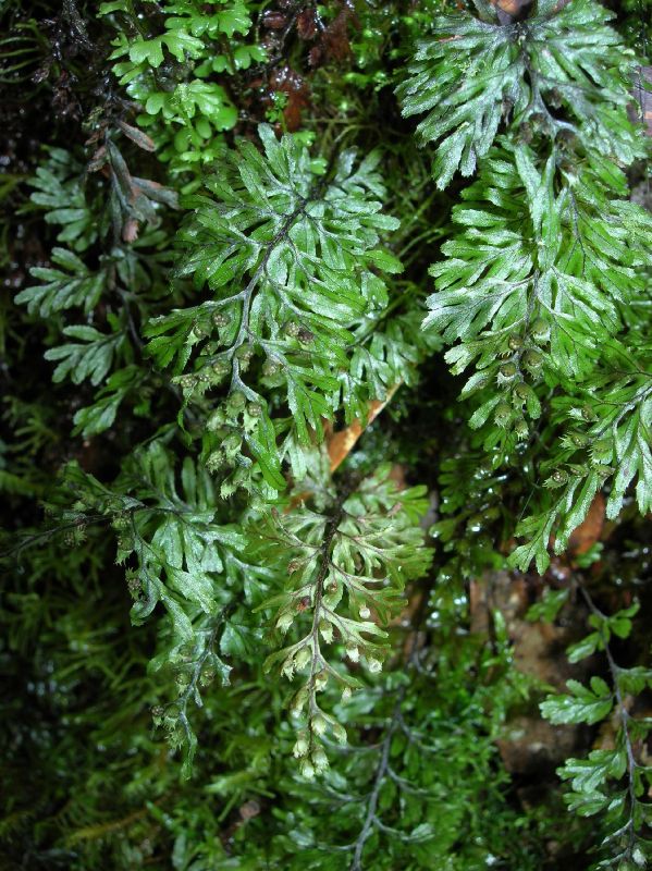 Hymenophyllaceae Hymenophyllum ectocarpon