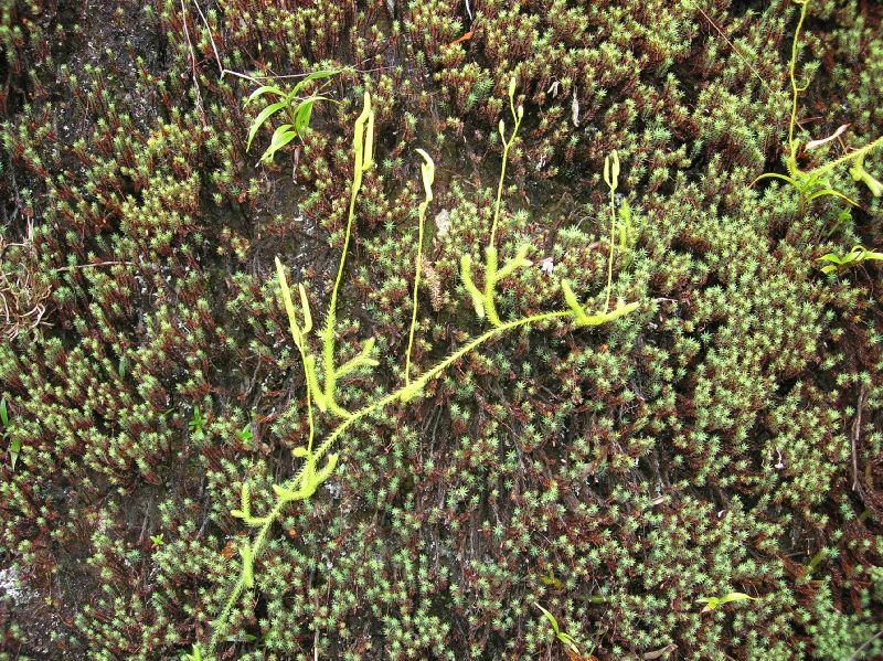 Lycopodiaceae Lycopodium clavatum