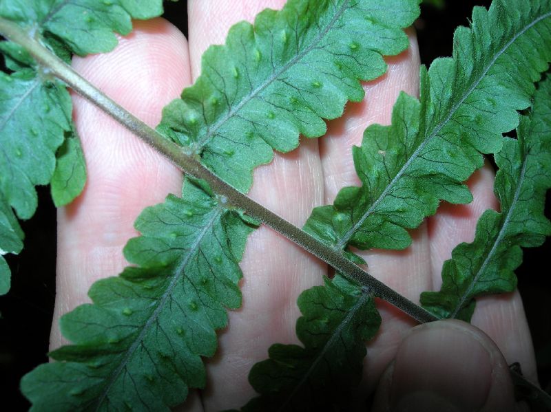 Polypodiaceae Pecluma ursipes