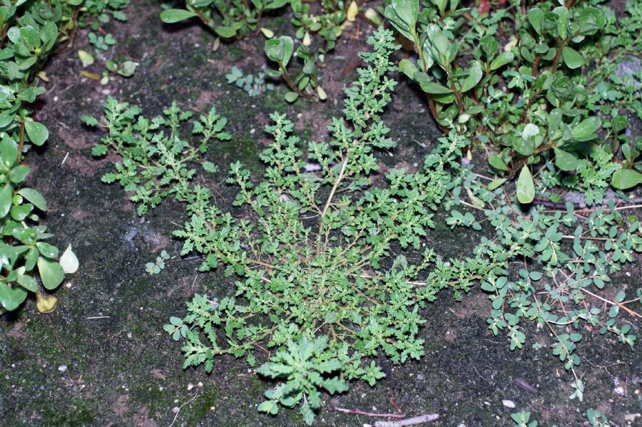 Amaranthaceae Chenopodium ambrosioides