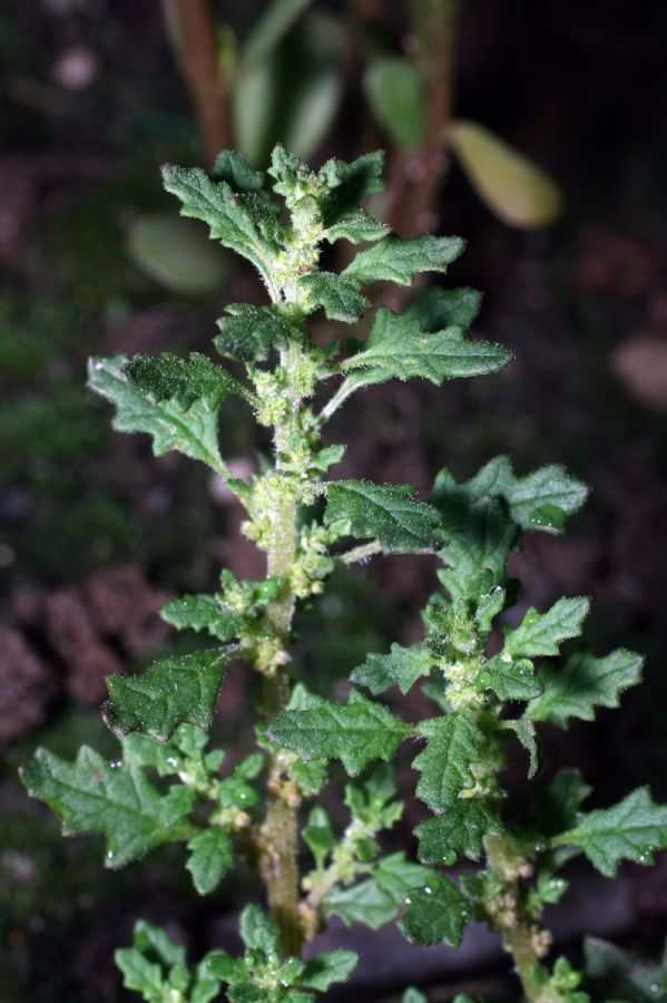 Amaranthaceae Chenopodium ambrosioides