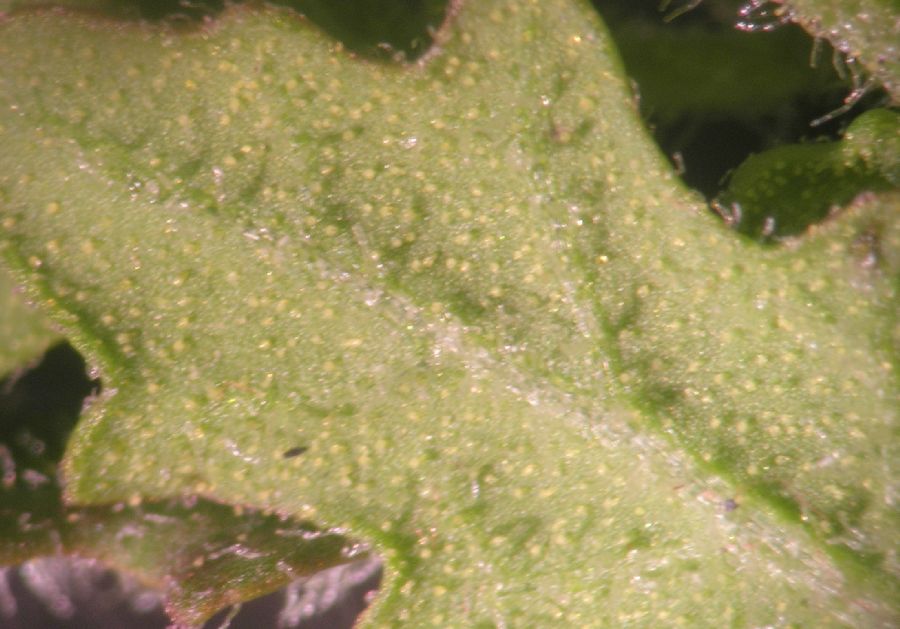 Amaranthaceae Chenopodium ambrosioides