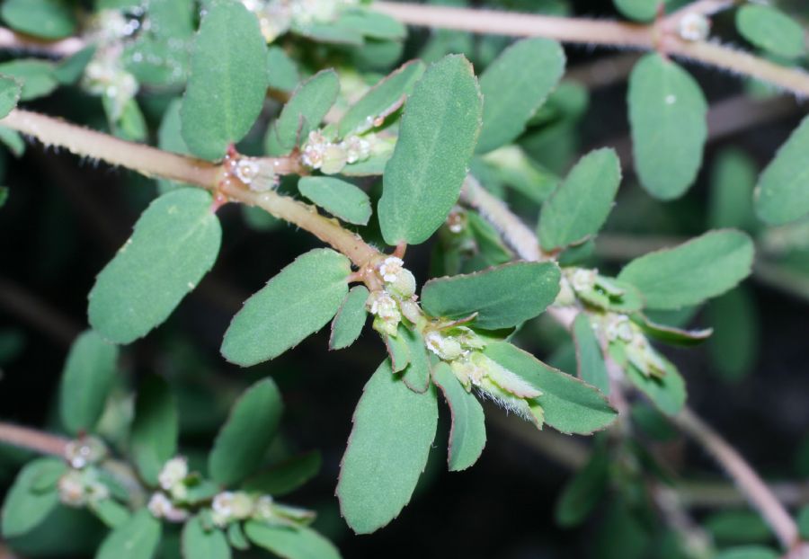 Euphorbiaceae Euphorbia 