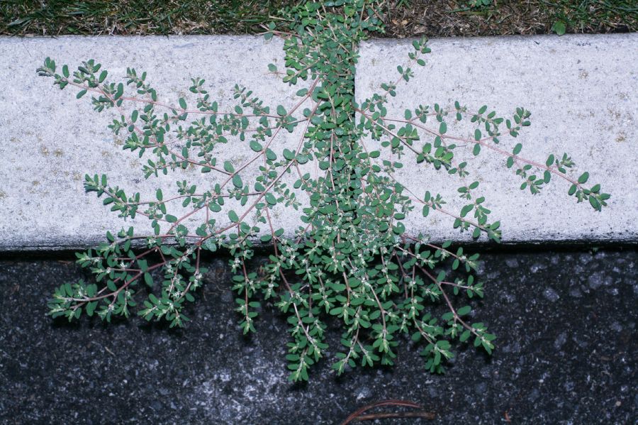 Euphorbiaceae Euphorbia 