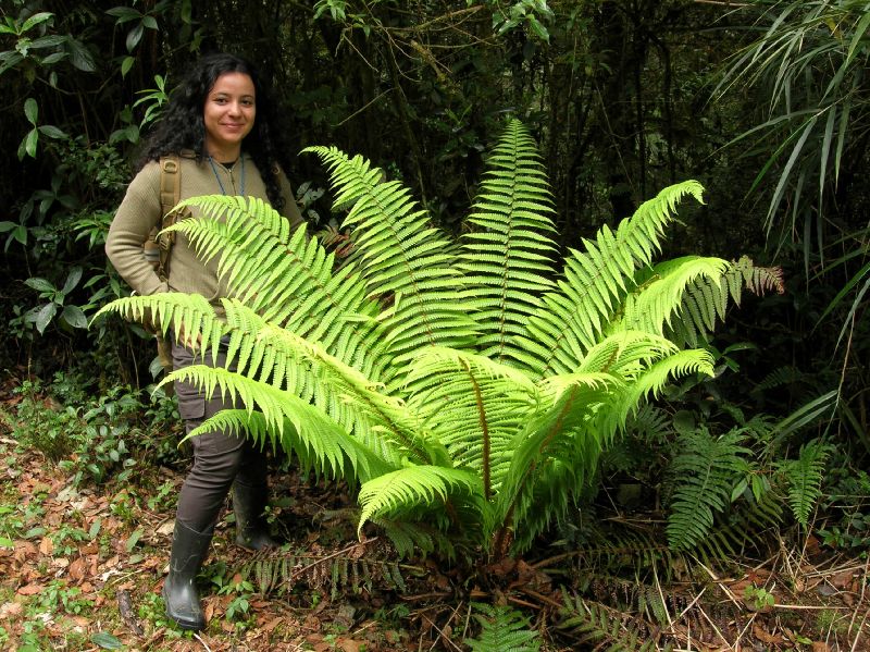 Dryopteridaceae Dryopteris wallichiana