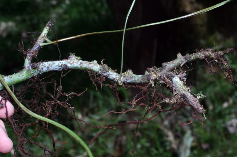 Polypodiaceae Campyloneurum amphostenon