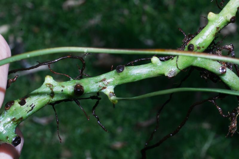 Polypodiaceae Campyloneurum amphostenon