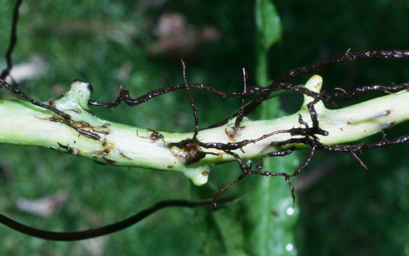 Polypodiaceae Campyloneurum amphostenon