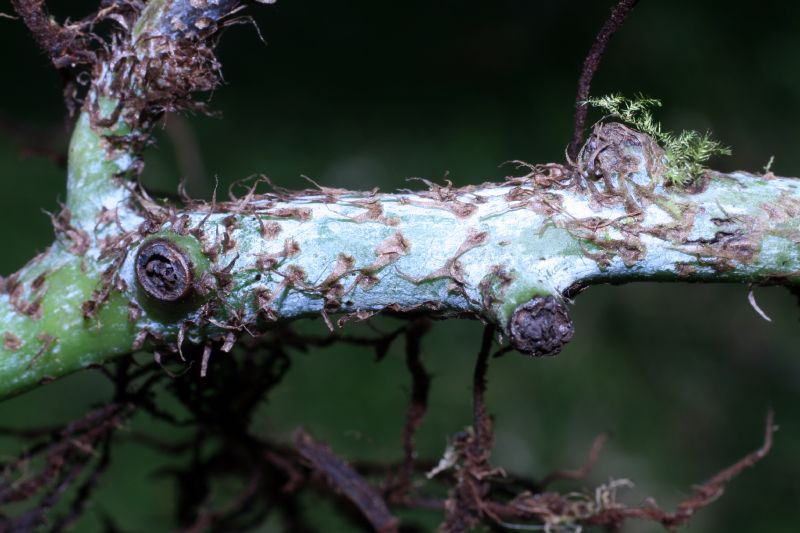 Polypodiaceae Campyloneurum amphostenon
