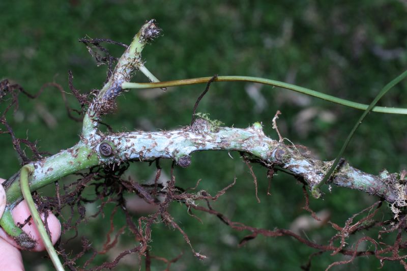 Polypodiaceae Campyloneurum amphostenon