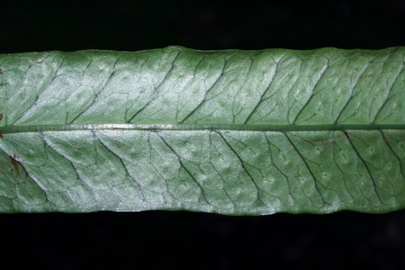 Polypodiaceae Campyloneurum amphostenon