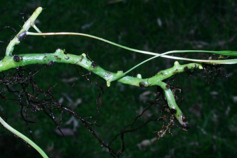 Polypodiaceae Campyloneurum amphostenon