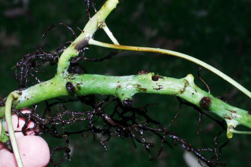 Polypodiaceae Campyloneurum amphostenon