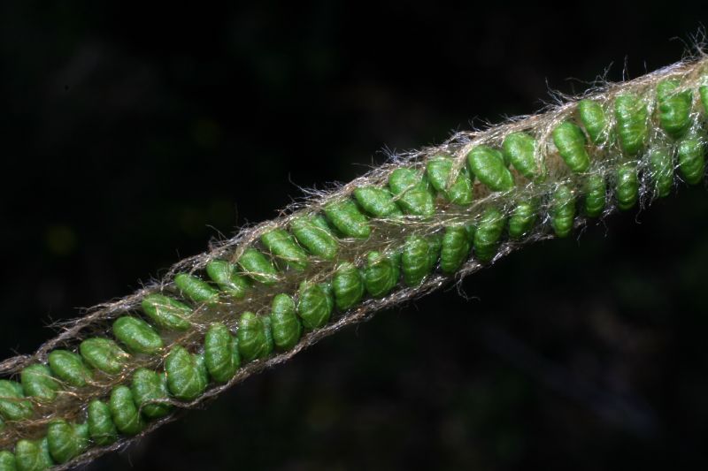 Pteridaceae Jamesonia alstonii