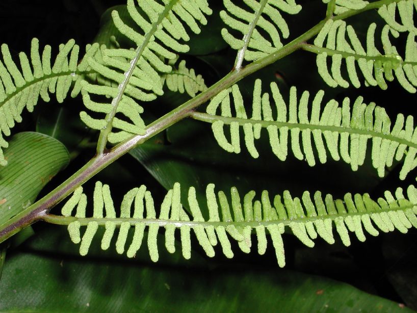 Dryopteridaceae Olfersia cervina