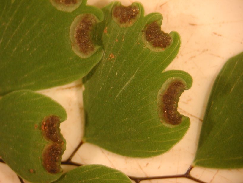 Pteridaceae Adiantum andicola