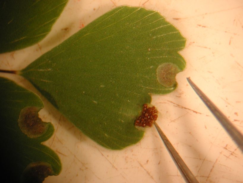 Pteridaceae Adiantum andicola