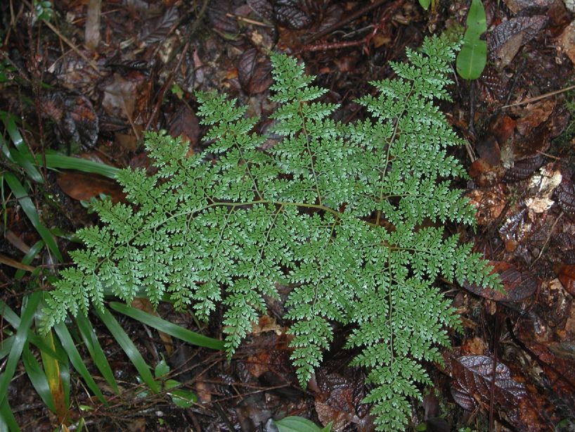 Dryopteridaceae Arachniodes denticulata