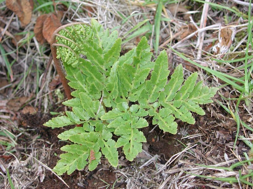 Ophioglossaceae Botrychium decompositum