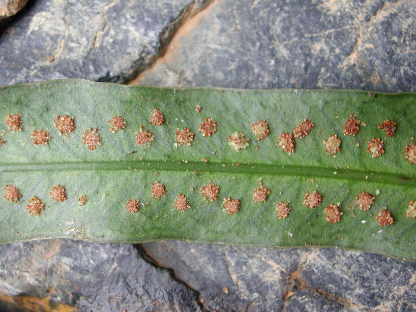 Polypodiaceae Campyloneurum amphostenon