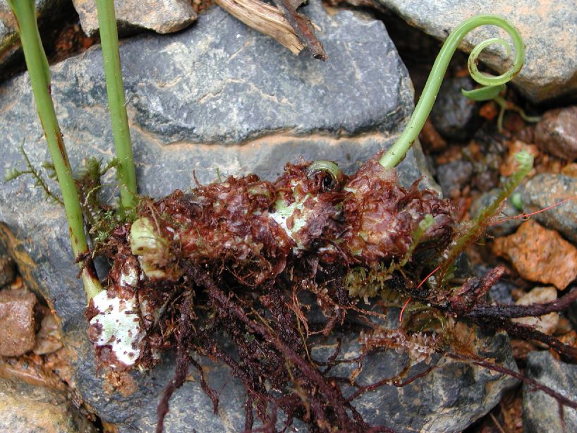 Polypodiaceae Campyloneurum amphostenon