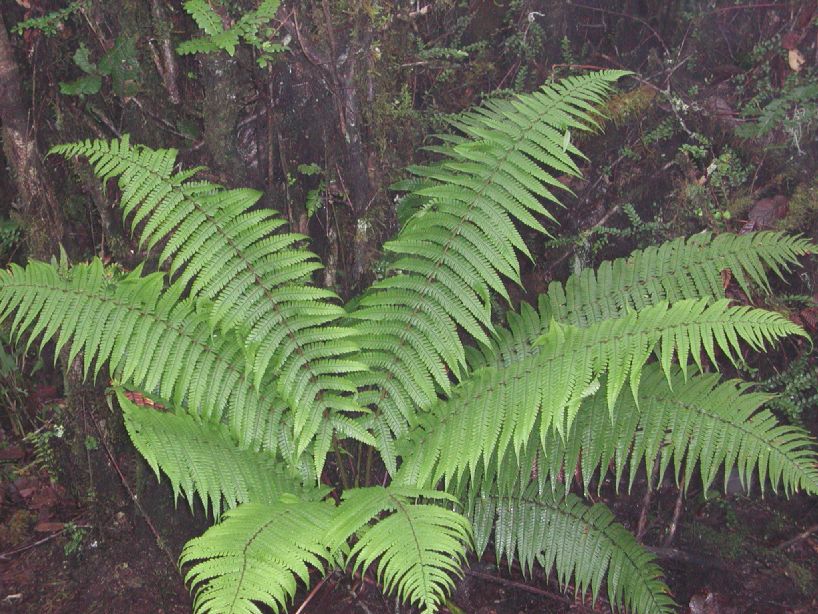 Dryopteridaceae Dryopteris wallichiana